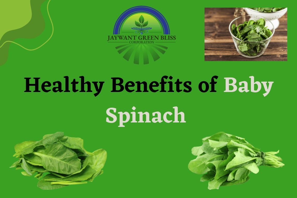Wholesaler Of Baby Spinach In India | JGBC Farms 