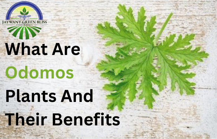 What Are Adomos Plants And Their Benefits   What-Are-Adomos-Plants-And-Their-Benefits | Best-Hydroponic-Fruits-And-Vegetables-In-India