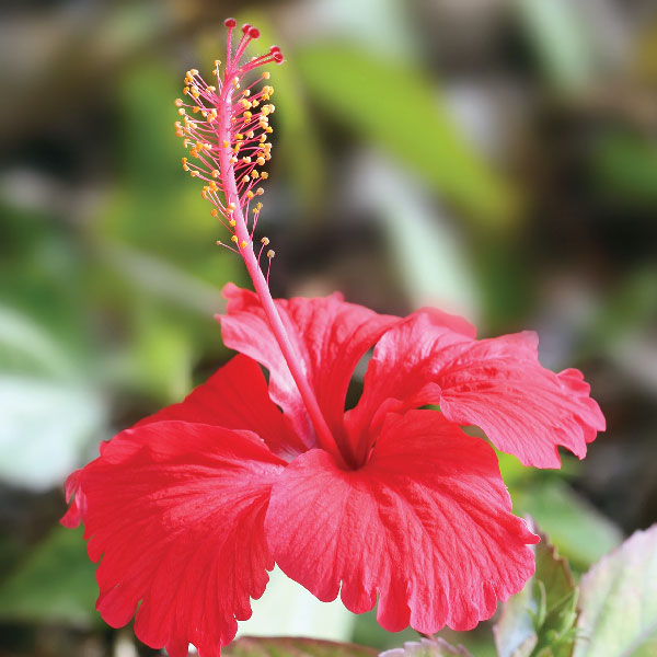Hibiscus-Flower-Online
															