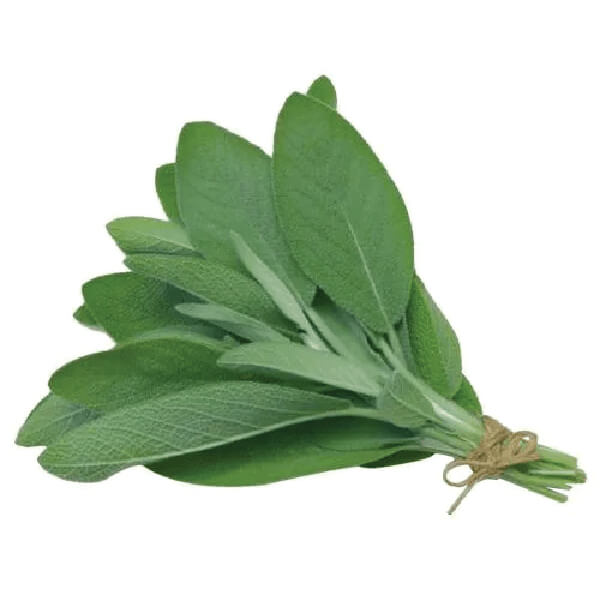 Supplier-Of-Sage-Fresh-Herbs-In-India | Hydroponic-Herbs-Manufacturer